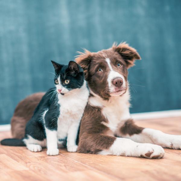 Pets need cared for Pets need cared for
